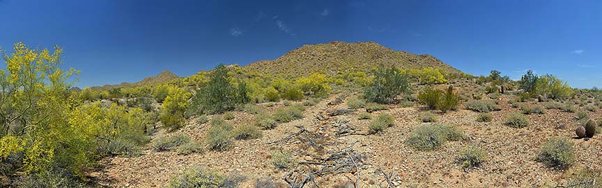 Wildflowers at San Tan Mountain Regional Park, April 9, 2015